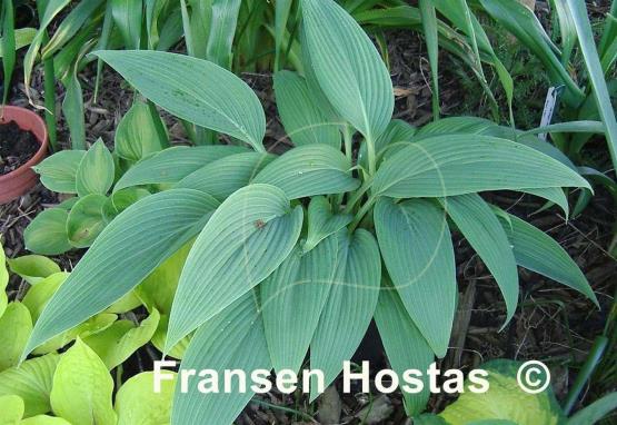 Hosta Mikawa-no-yuki